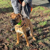 HADES, chien à adopter