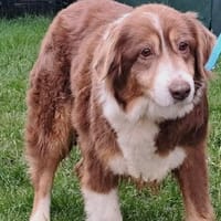 MAYA, chienne à adopter