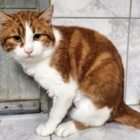 CARAIBE, chat à adopter