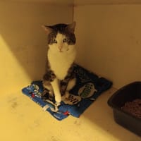 LOTTE PAB28490, chat à adopter