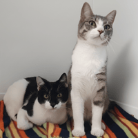 ARES CHA, chat à adopter