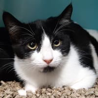 Charme, chat à adopter