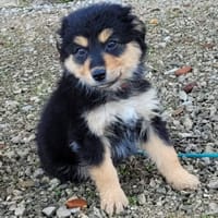 Bulma (réservée), chienne à adopter