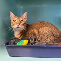 SAMOURAI, chat à adopter