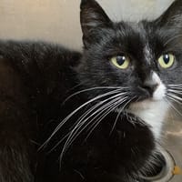 PANDORA, chatte à adopter