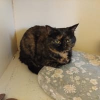 PITCH PAB28520, chatte à adopter