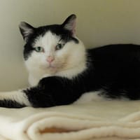 MIEL PAB28519, chat à adopter