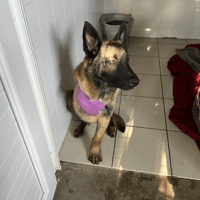 Diego, chien à adopter