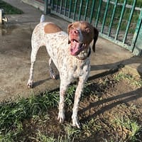 opium, chienne à adopter