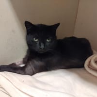 Vixie PAB28516, chatte à adopter