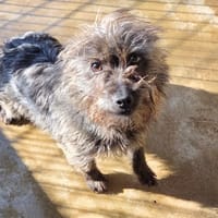 ROQUET, chien à adopter