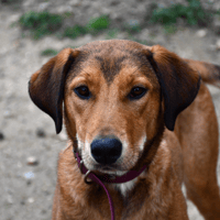 Nel (en ccours d'adoption), chienne à adopter