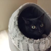 BAGHEERA PAB28527, chat à adopter