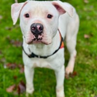 MANU OAA19911, chien à adopter