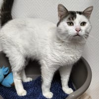 COWBOY, chat à adopter