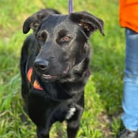 ARCKO, chien à adopter