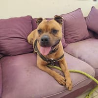 DARYO QCN, chien à adopter