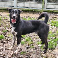 FURBY, chien à adopter