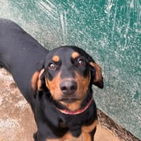 BUGGY, chien à adopter