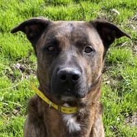 SAYKO, chien à adopter