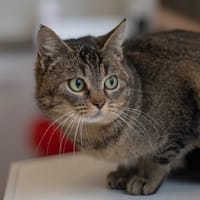 LINON, chatte à adopter