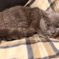 CORNALINE, chatte à adopter