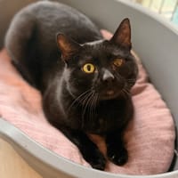 OLAF (réservé), chat à adopter