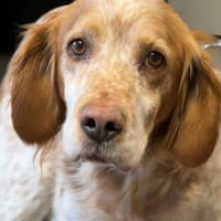 MAYA, chienne à adopter