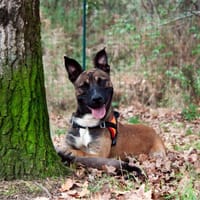 Rolex, chien à adopter