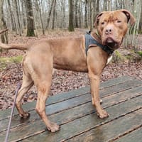 potiron PAA24052, chien à adopter