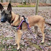 LASKO PAA24067, chien à adopter