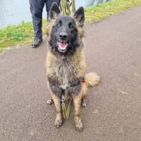 ATHENA, chienne à adopter