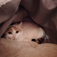 PUZZLE, chatte à adopter