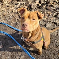 OLYA PAA24039, chienne à adopter