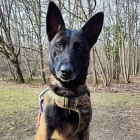 UGO, chien à adopter