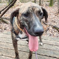 BANZAÏ, chien à adopter