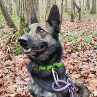 FALCO PAA23022, chien à adopter