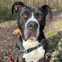 ASTON PAA23002, chien à adopter