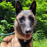 Roméo PAA22788, chien à adopter