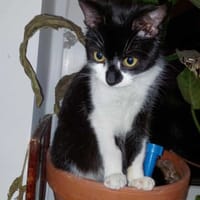 Agatka, kotka do adopcji