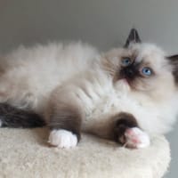 Anastasia, chatte à adopter