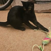 GIGI chatonne noir, chatte à adopter