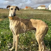 LUCKY, chien à adopter