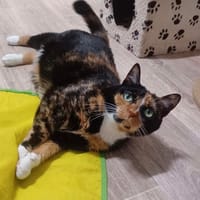 Louna, chatte à adopter
