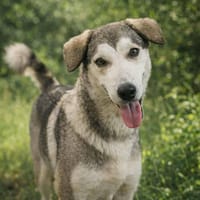 Wolf, chien à adopter