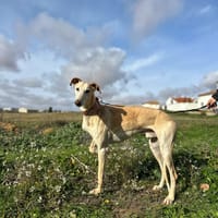 ALADIN, chien à adopter