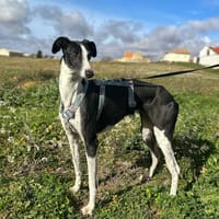 KIRA, chienne à adopter
