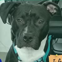 Tao, chien à adopter