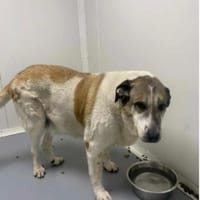 TANGAL, chienne à adopter