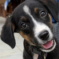 Hector, chien à adopter